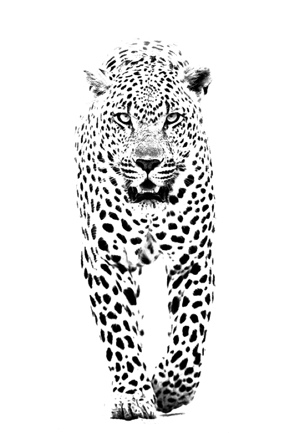 Black Panther Cheetah Lions Lion PNG