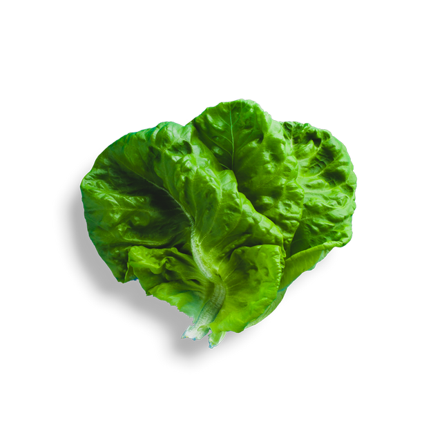 Spinach Vegetables Lettuce Butterhead Quality PNG