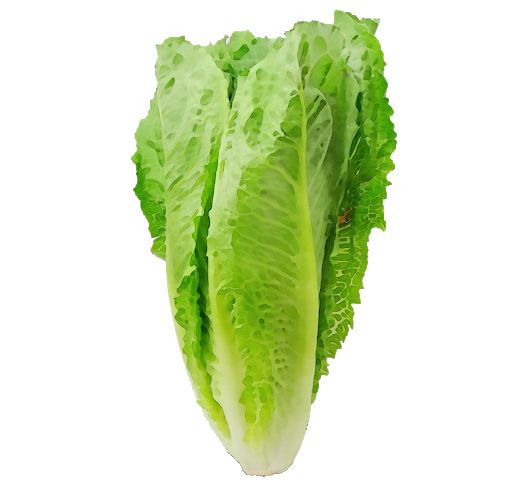 Lettuce Radish Radishes Chives Iceberg PNG