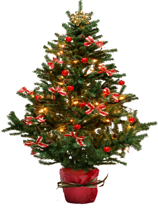 Fooling Christmas Lights Fir-Tree Undemanding PNG