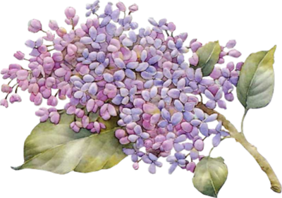 Flowers Flower Animals Lavender Star PNG