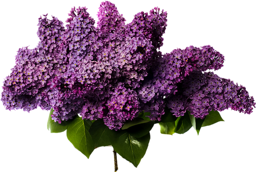 Cute Sky Lilac Flower Lavender PNG