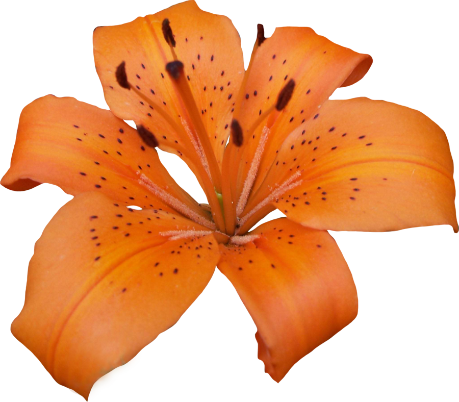 Art Sunrise Lily Pink PNG