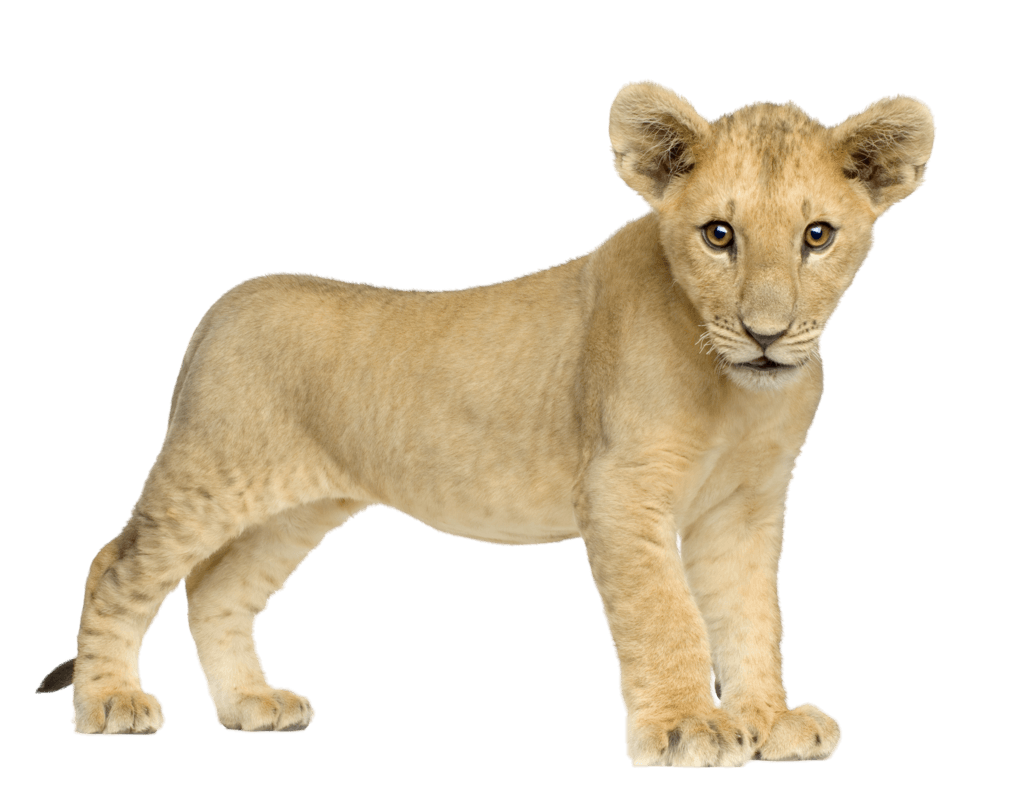 Lion Animal Lions Kittens Trainer PNG