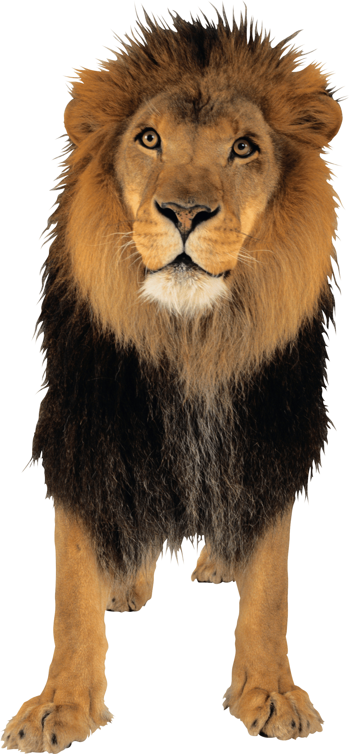 Black Mouth Tamers Lion Wolf PNG