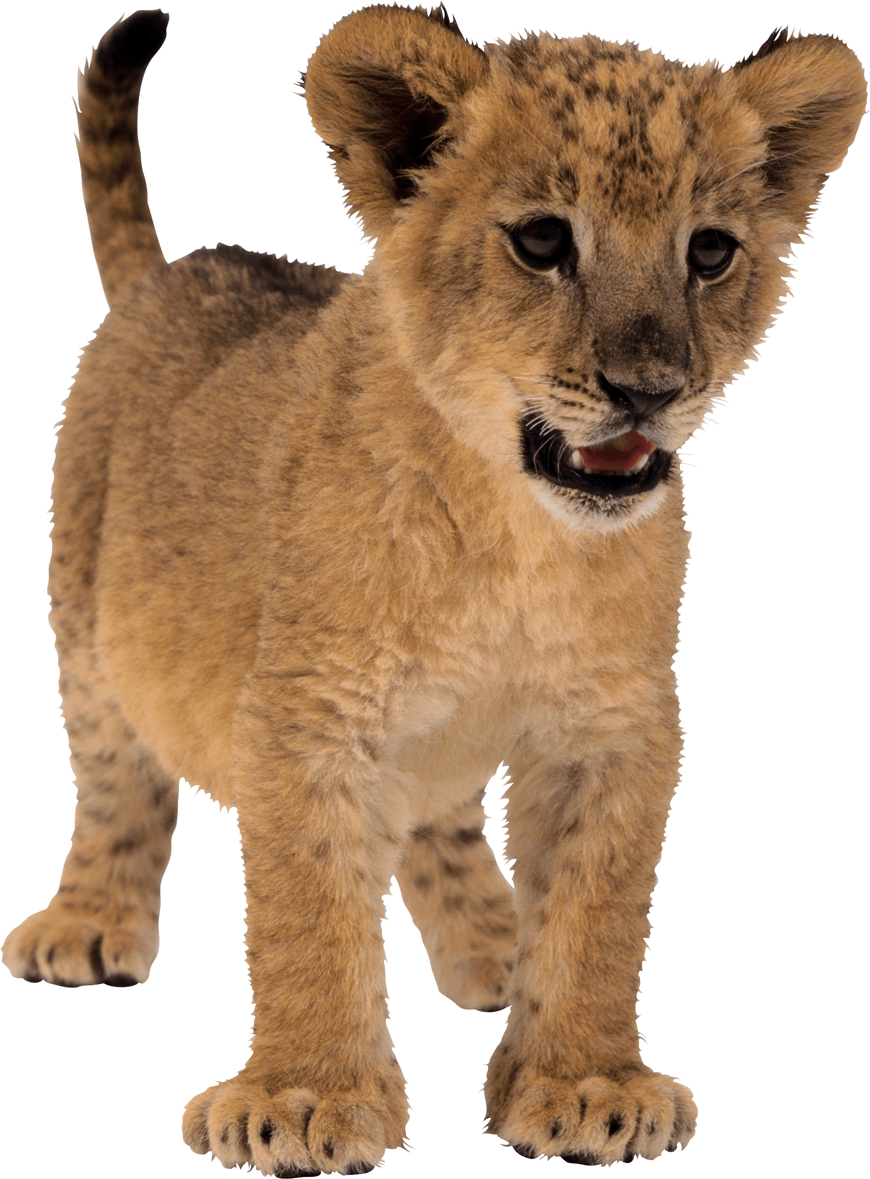 Pet Lioness Small Wolf Green PNG