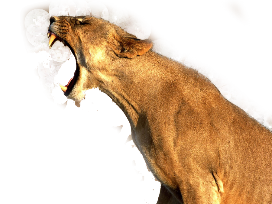 Bear Lion Fauna Cougar PNG