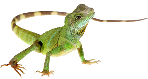 Pet Animals Gecko Family Wild PNG