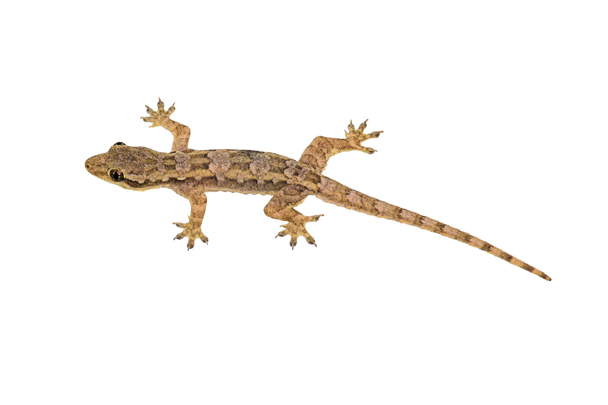 Family Lizard Horn Snakes Toad PNG