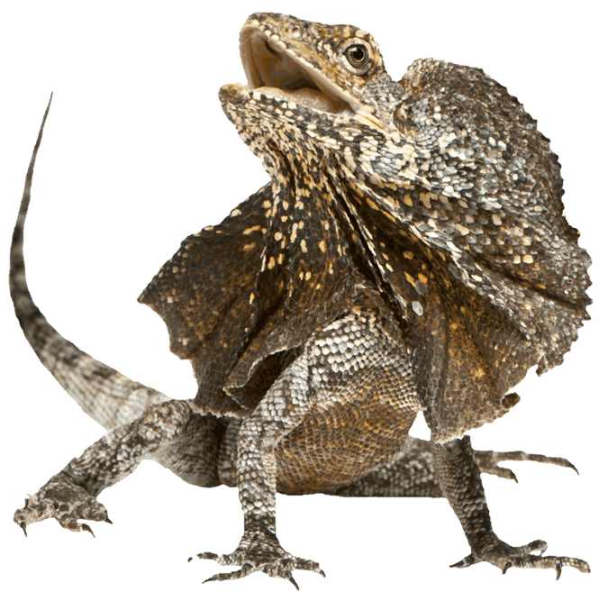 Ecology Lizard Beef Adorable Background PNG