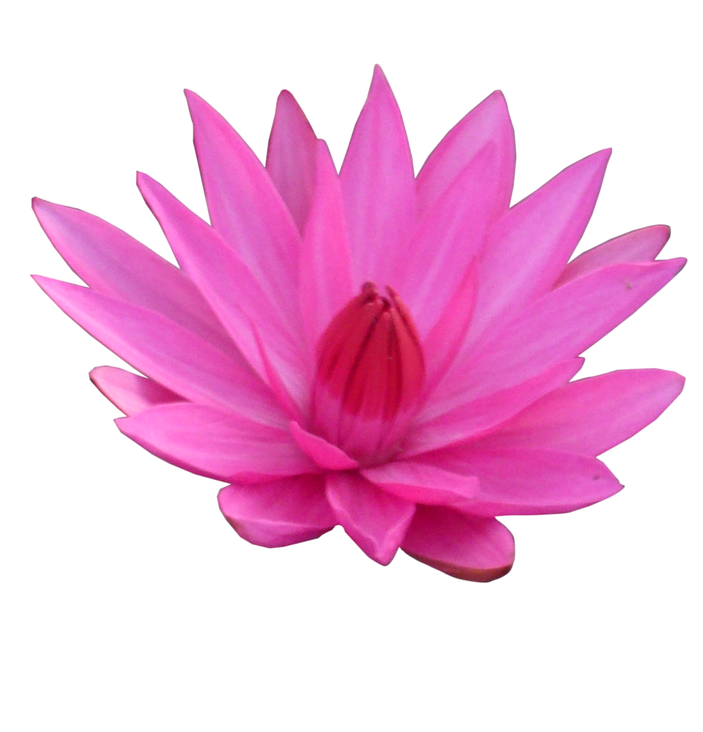 Blossom Lotus Food Pistils Hair PNG