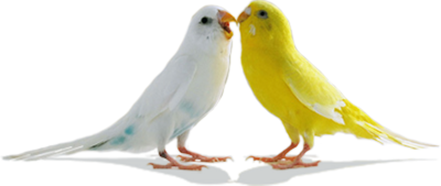 Shorebirds Chicks Lovers Romance Love PNG