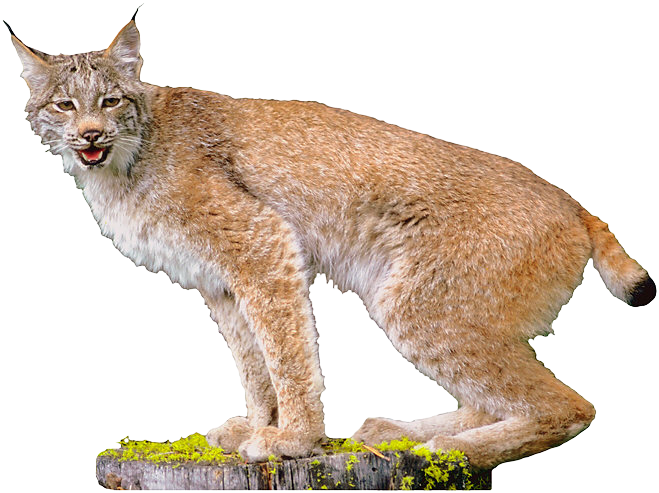 Wolves Wolverines Pets Kitten Lynx PNG
