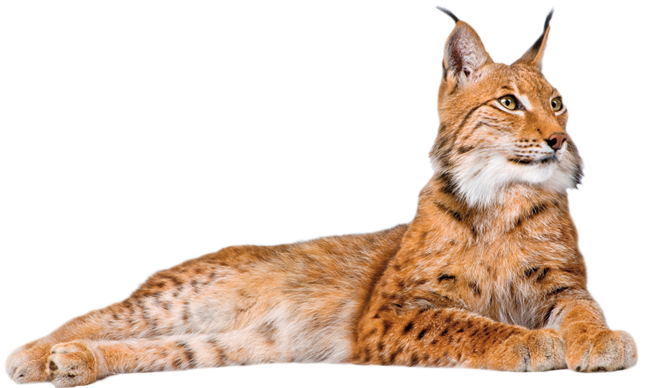 Fauna Cottontails Lynx Love Pets PNG