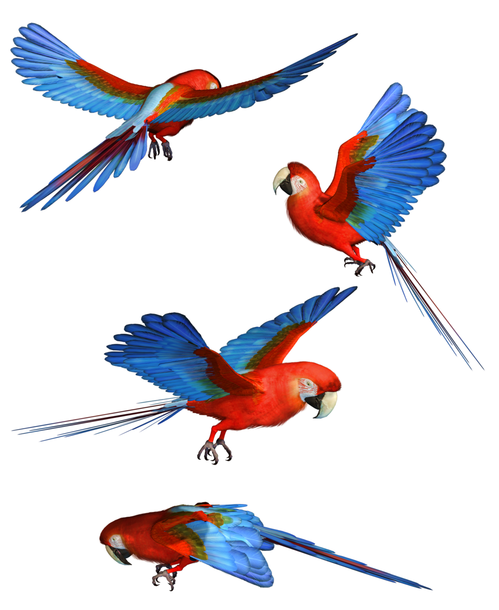 Finch Owlet Macaw Anteater Animal PNG