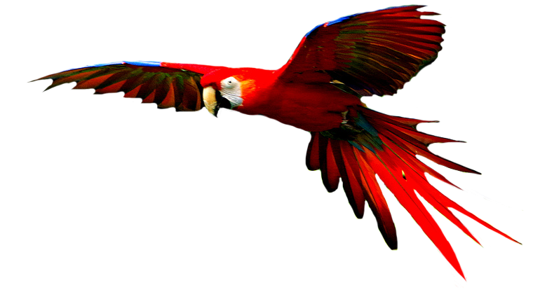 Parrot Planet Macaw Tree High-Quality PNG