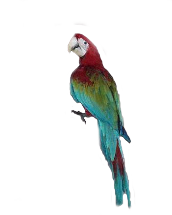 Planet Animals Fat Nature Lovebird PNG