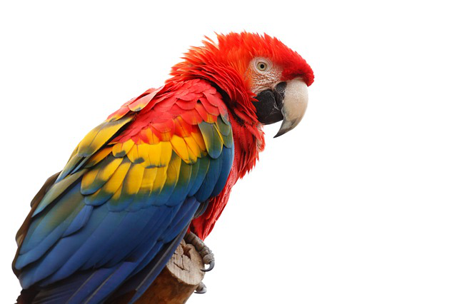 Tortoise Awesome Macaw Toucan Snakes PNG