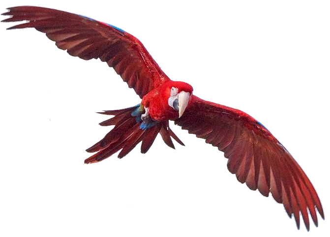 Reptile Macaw Day Love Lizard PNG