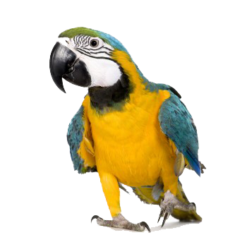 Macaw Dolphin Finch Furry Budgerigar PNG