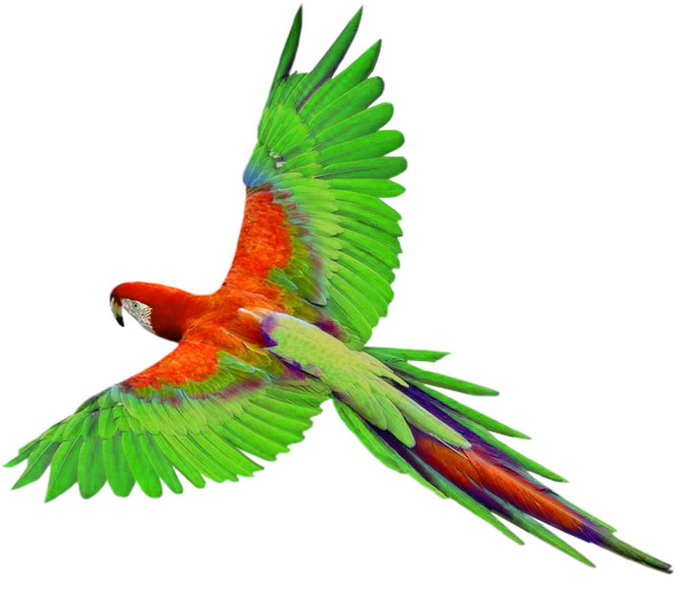 File Budgie Furry Cute Macaw PNG