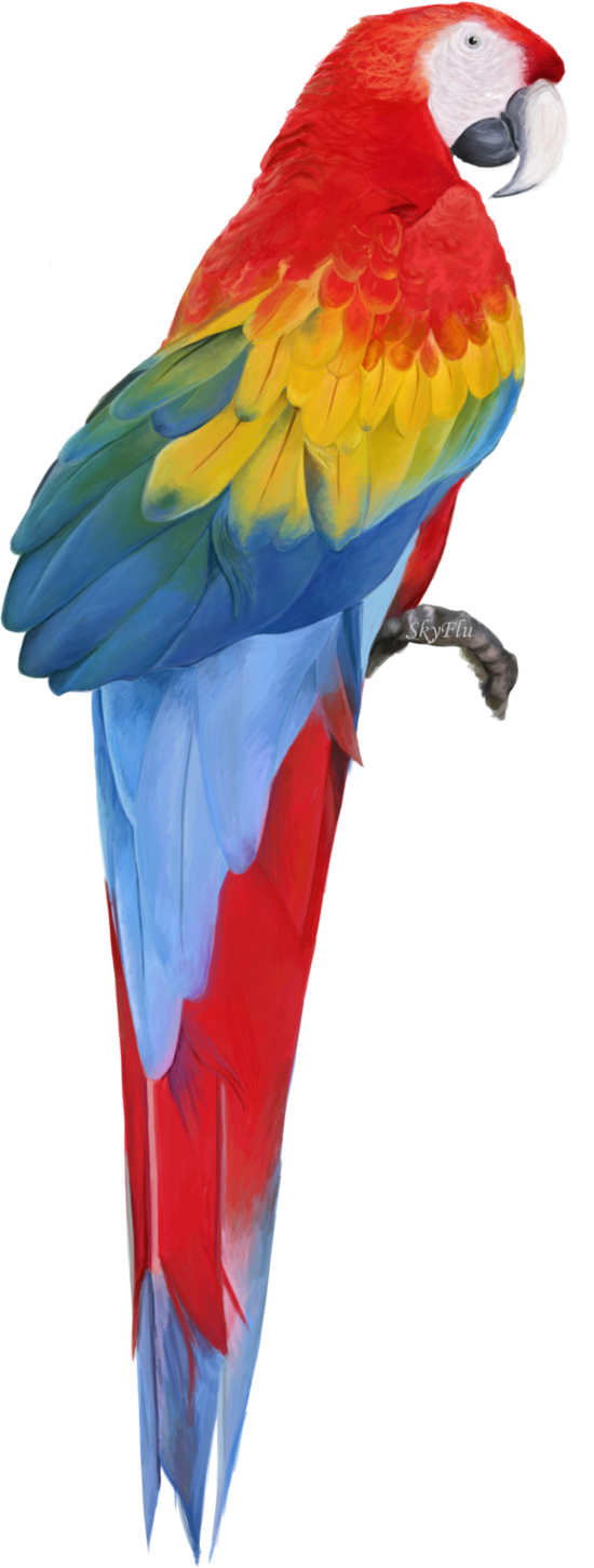 Animals Macaw Dolphin Lizard Toucan PNG