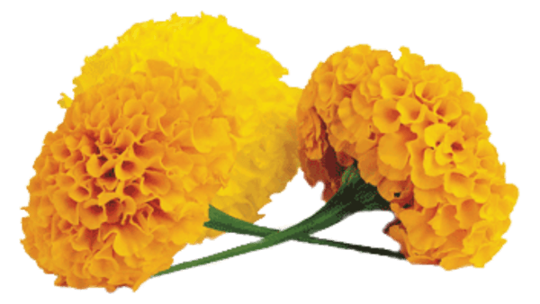 Marigold Cool Natural Marry Verbenas PNG