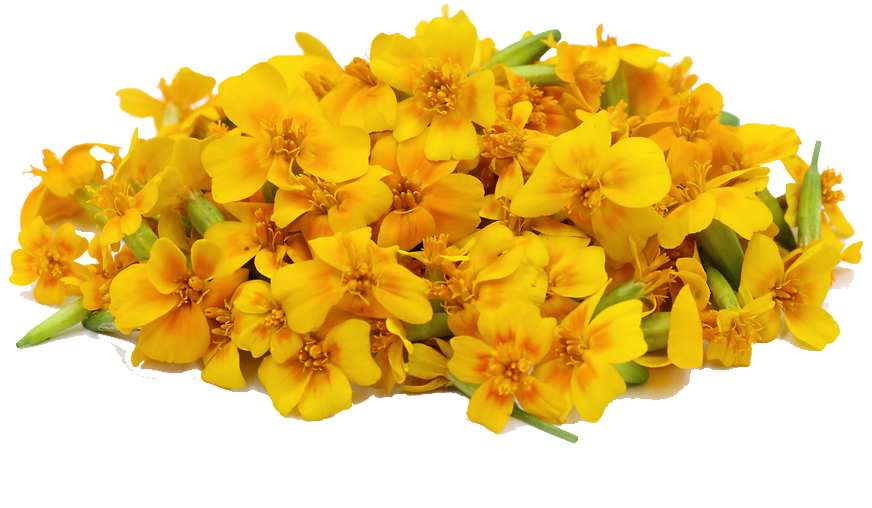 Love Zinnia Light File Marigold PNG