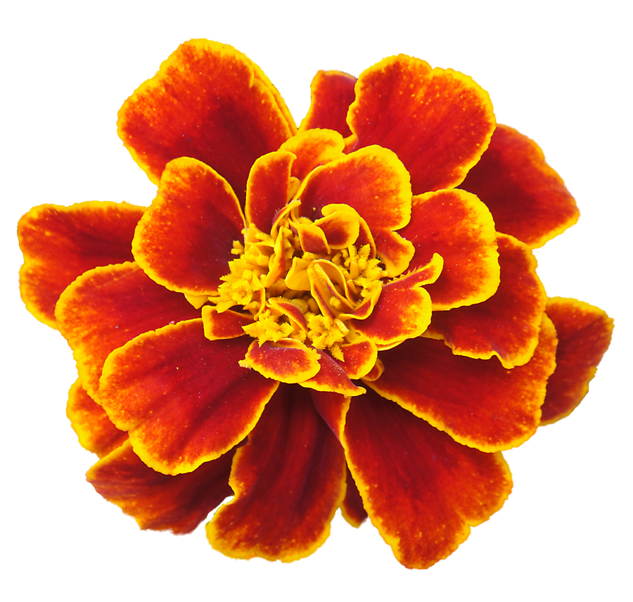 Milk Marigold Yarrow Feel Pink PNG