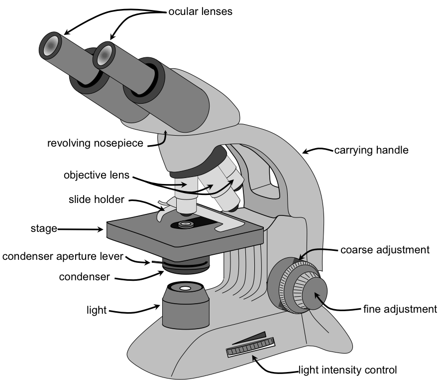 Endoscope Objects Microscope Spotlight Microscopy PNG