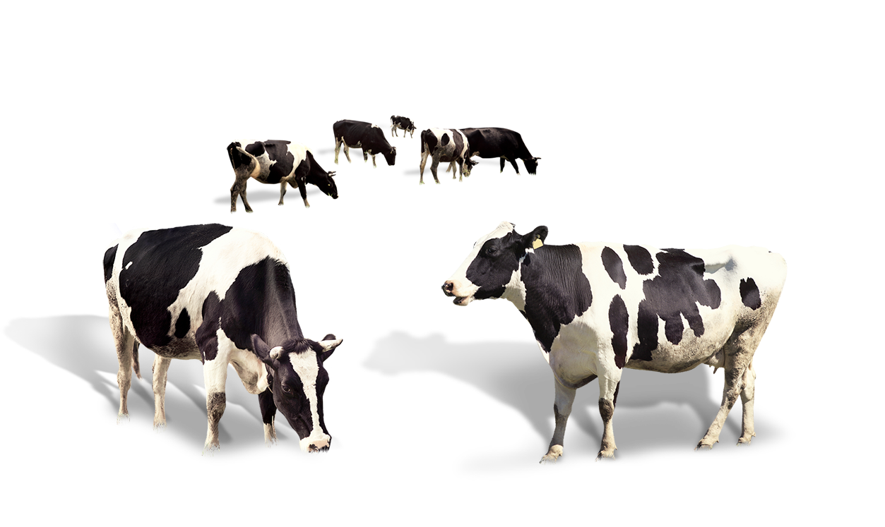 Dairy Android Milkmaid High Cattle PNG