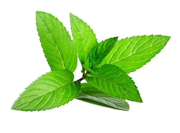 Batch Herb Stack Mint Menthol PNG