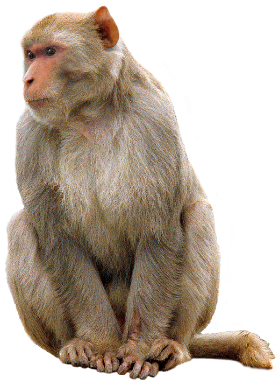 Lizard Baboon Stinker Awesome Ecology PNG