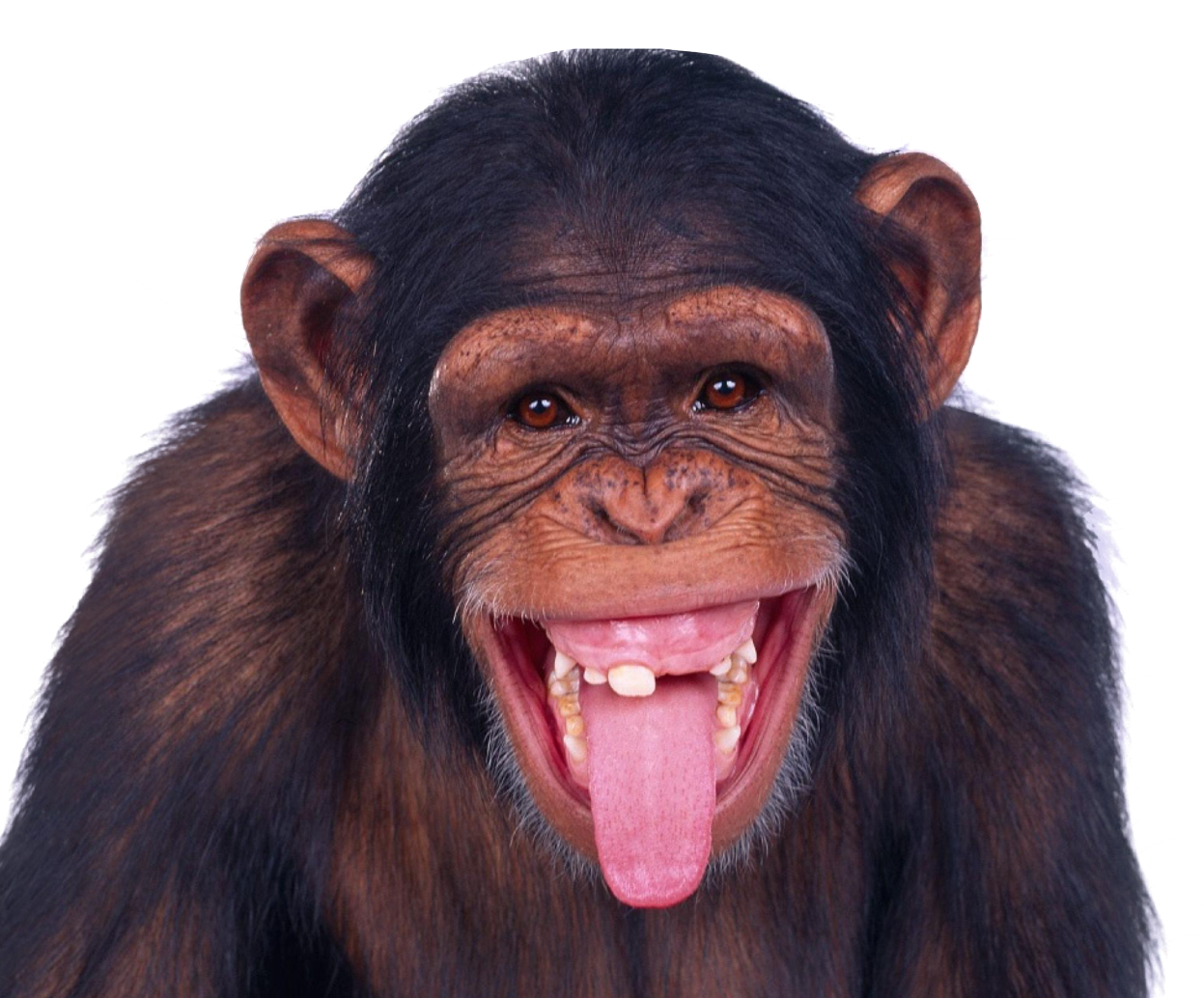 Spider High Quality Monkey Chimpanzee PNG