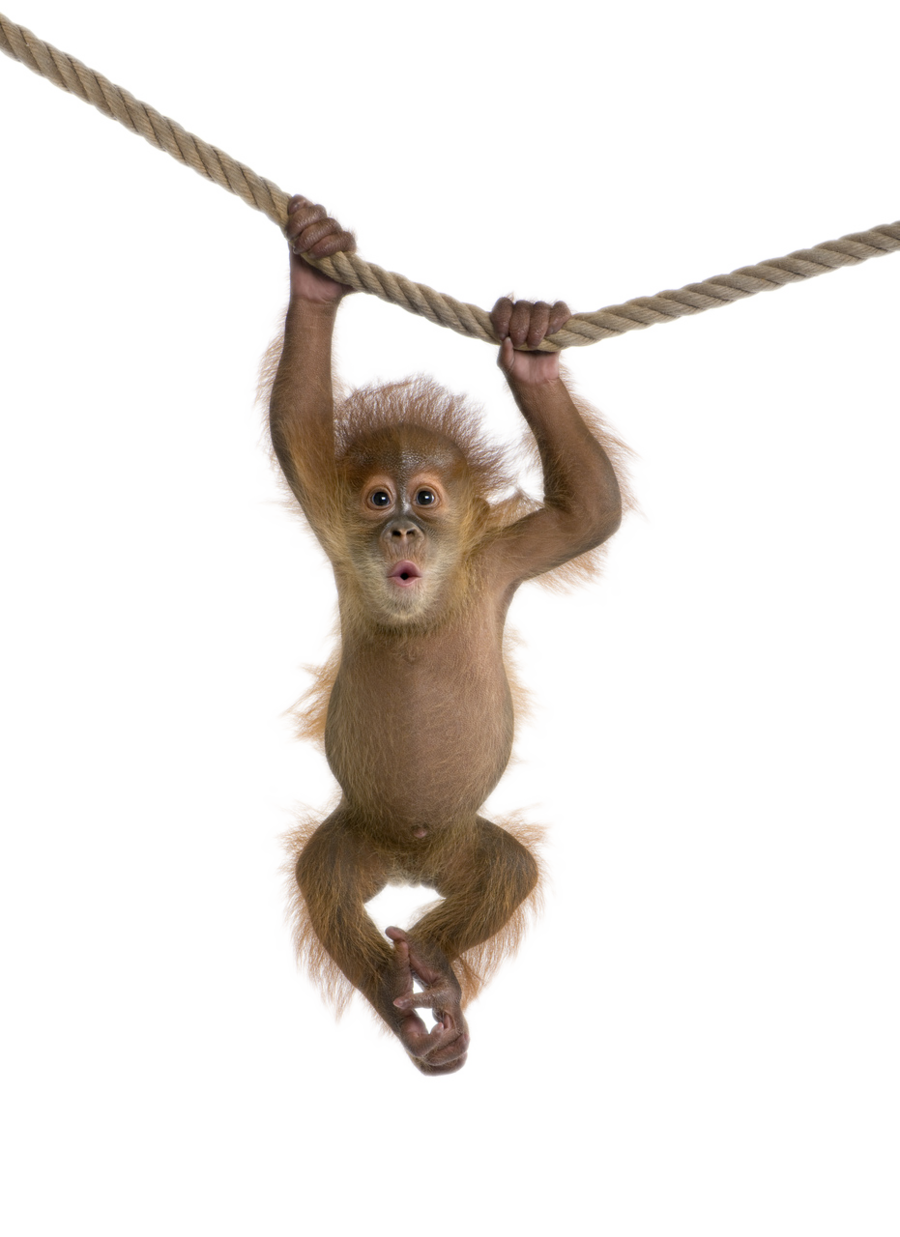 Frog Apes Fat Monkey Rabble PNG