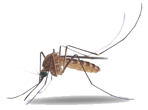 Breeding Travel Exploration Mosquito Arachnid PNG
