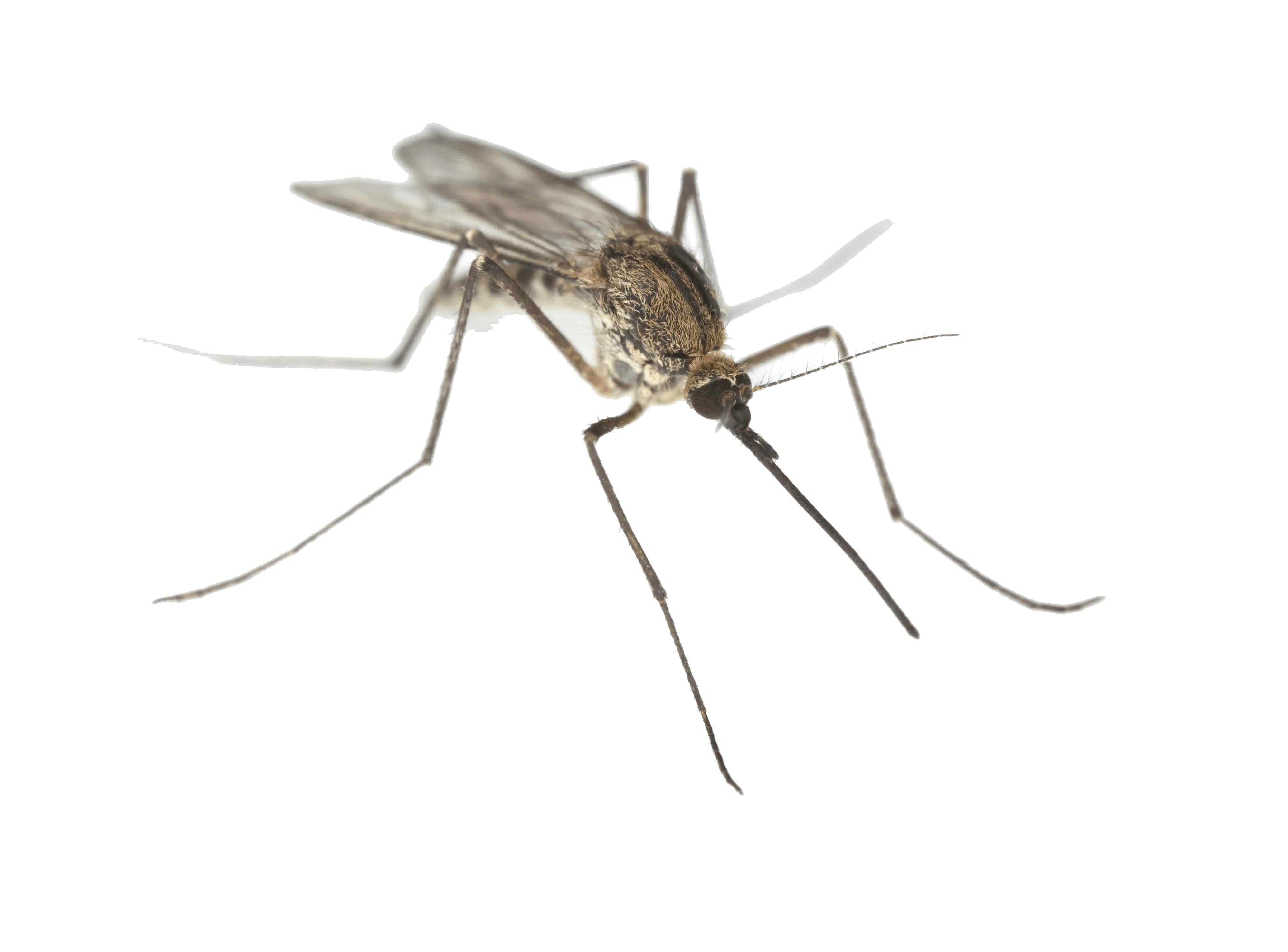 Termites Skeeters Believe Dengue Anopheles PNG