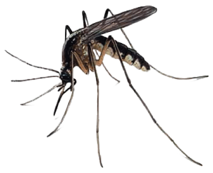 Silverfish Fleas Pesticides Dengue Leaf PNG