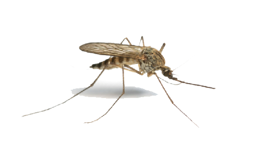 Mosquitoes Dragonflies Appointment Decomposing Mosquito PNG