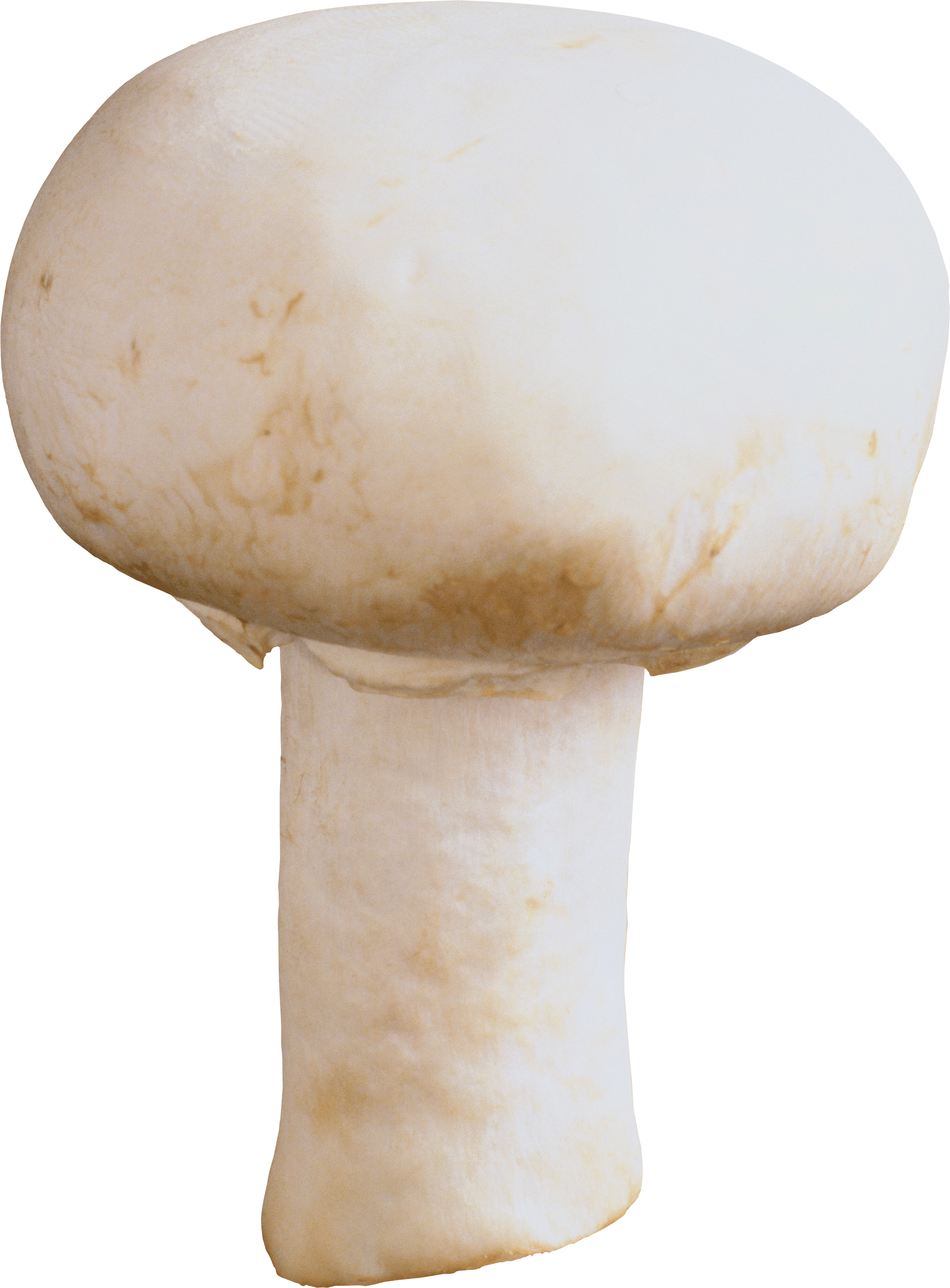 Mushroom Dusk Cabbage Fungi Ketchup PNG