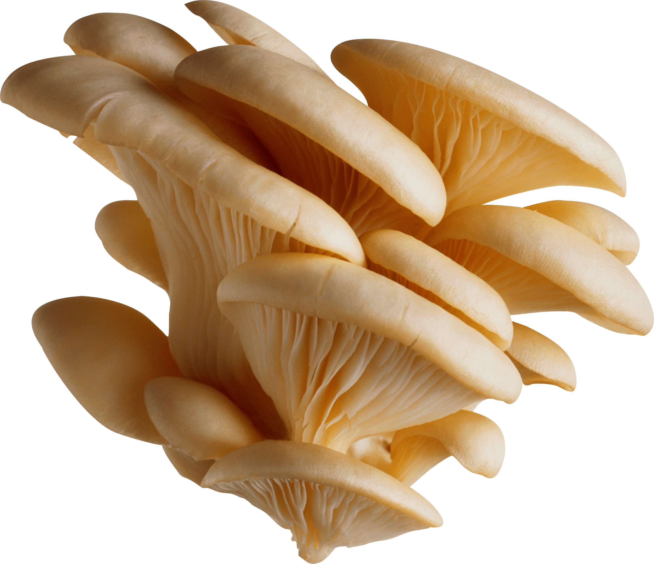 Fungus Rest Leek Shiitake Yeast PNG