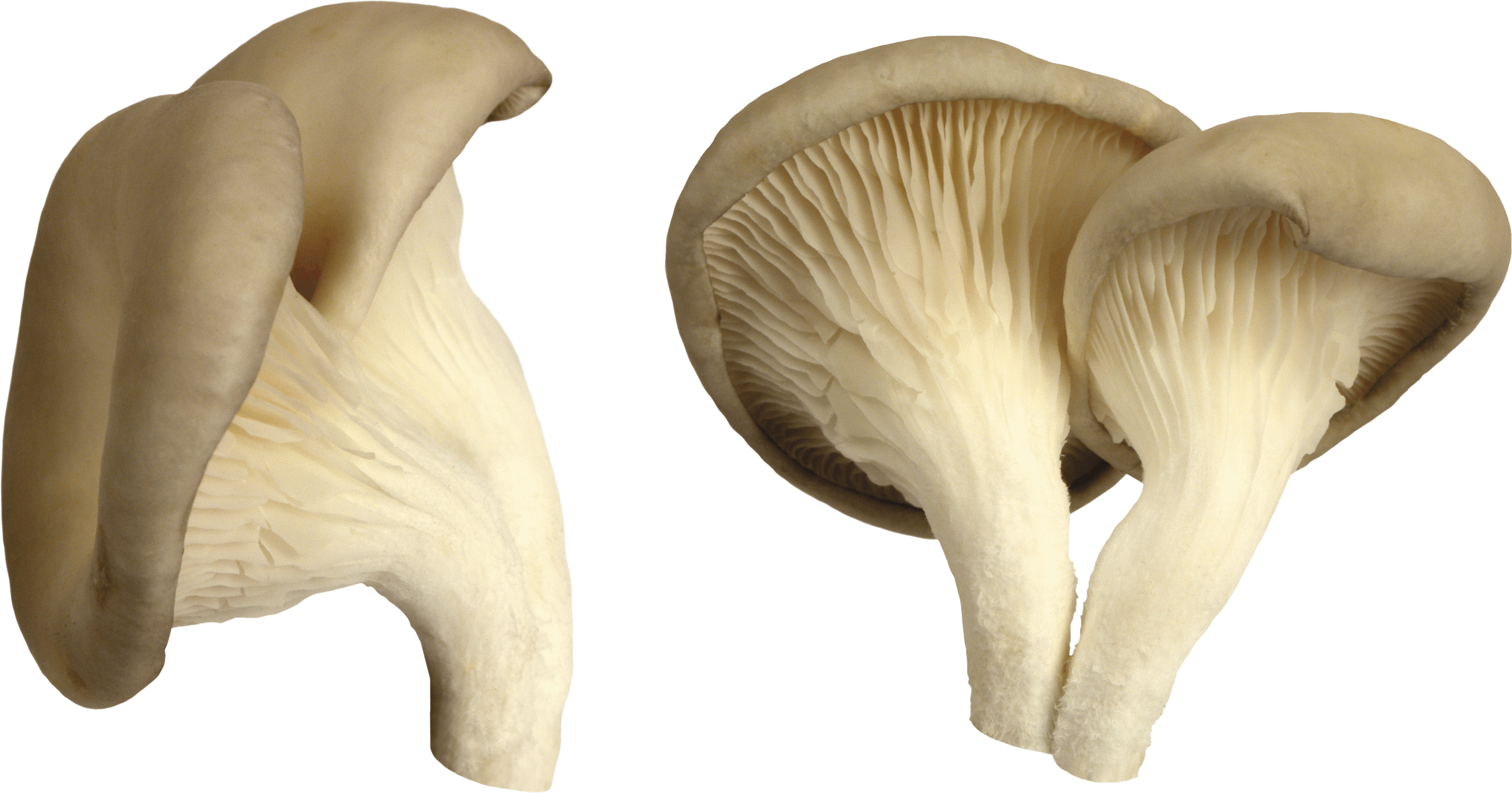 Mushroom Yeast Fungus Relax Day PNG