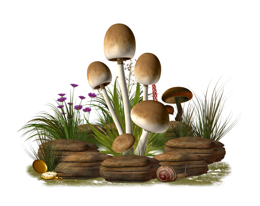 Mushroom Leek Fruit Onion Exercise PNG