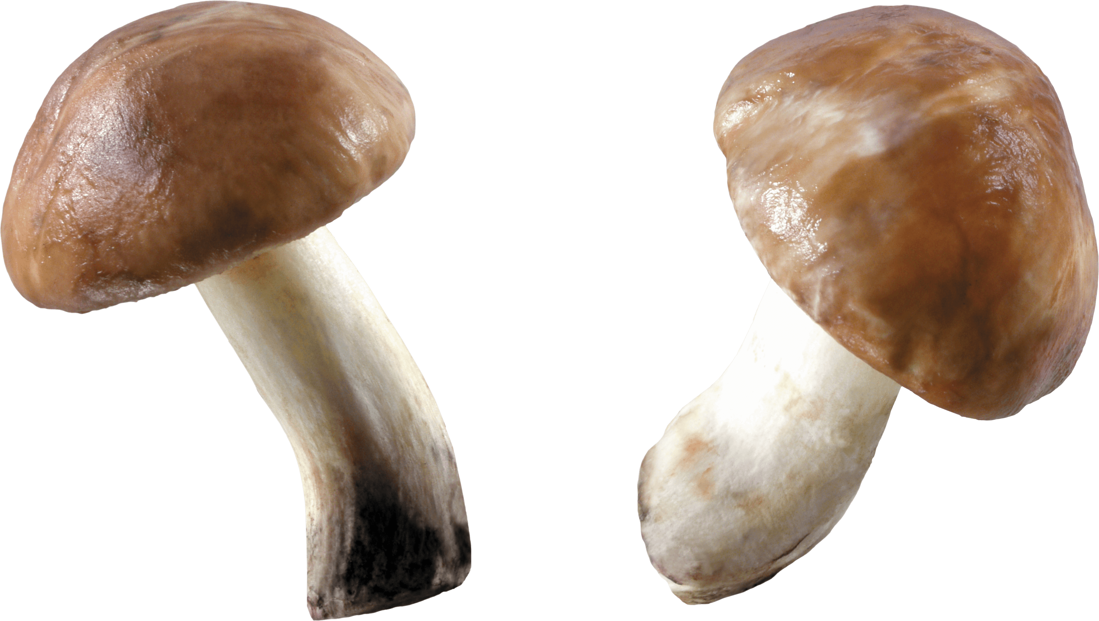 Yeast Derivatives Like Shiitake Fungus PNG