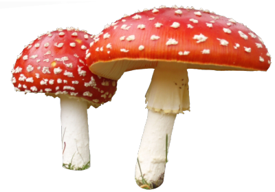 Amanita Carrot Tomato Muscaria Lettuce PNG