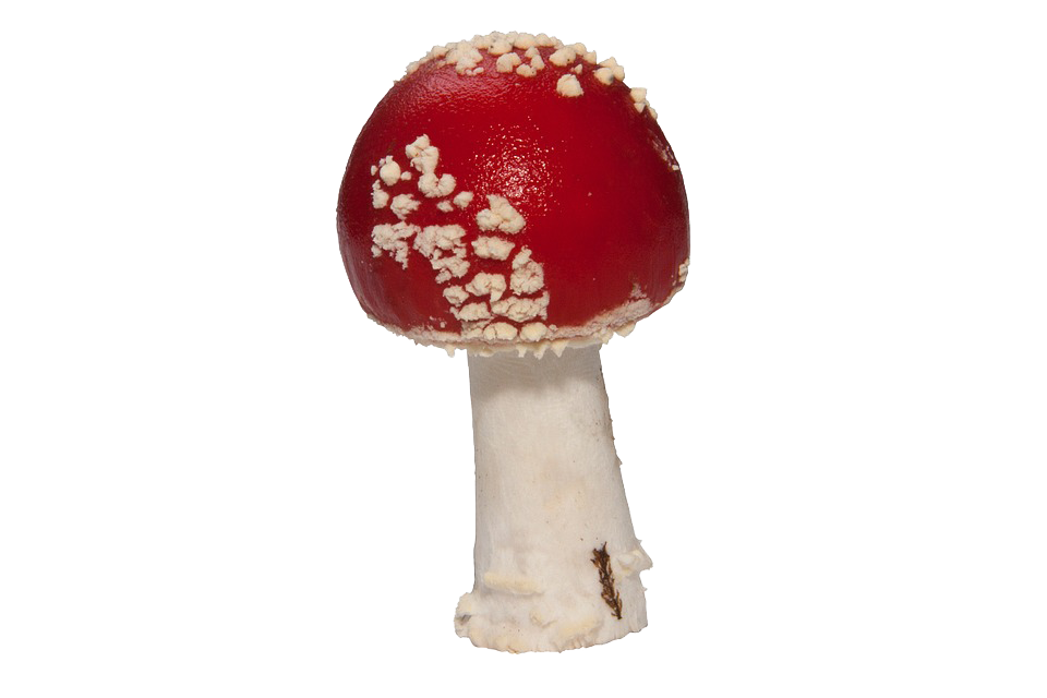 Elite Yeast Girls Onion Muscaria PNG