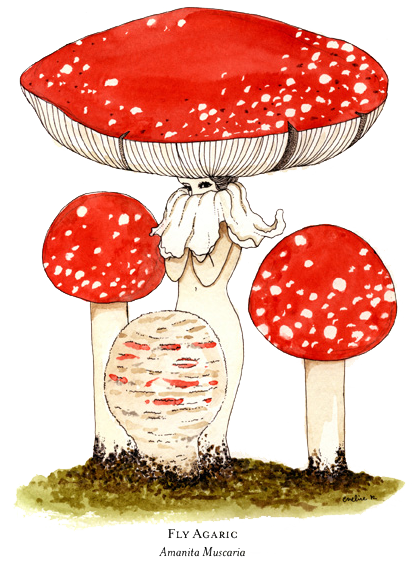 Tomatoes Fungi Lettuce Grains Morel PNG