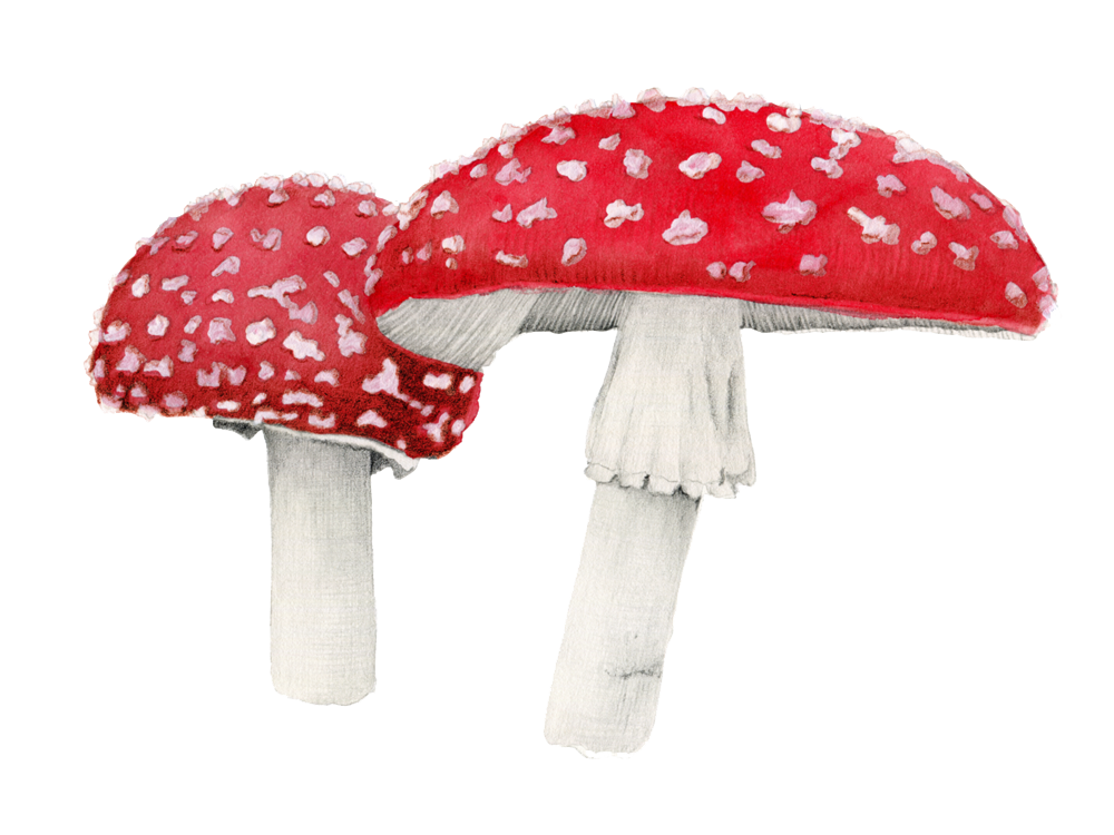 Veggies Veg Amanita Foods Muscaria PNG