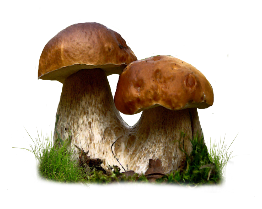 Fungi Mushroom Transformation Friends Strong PNG