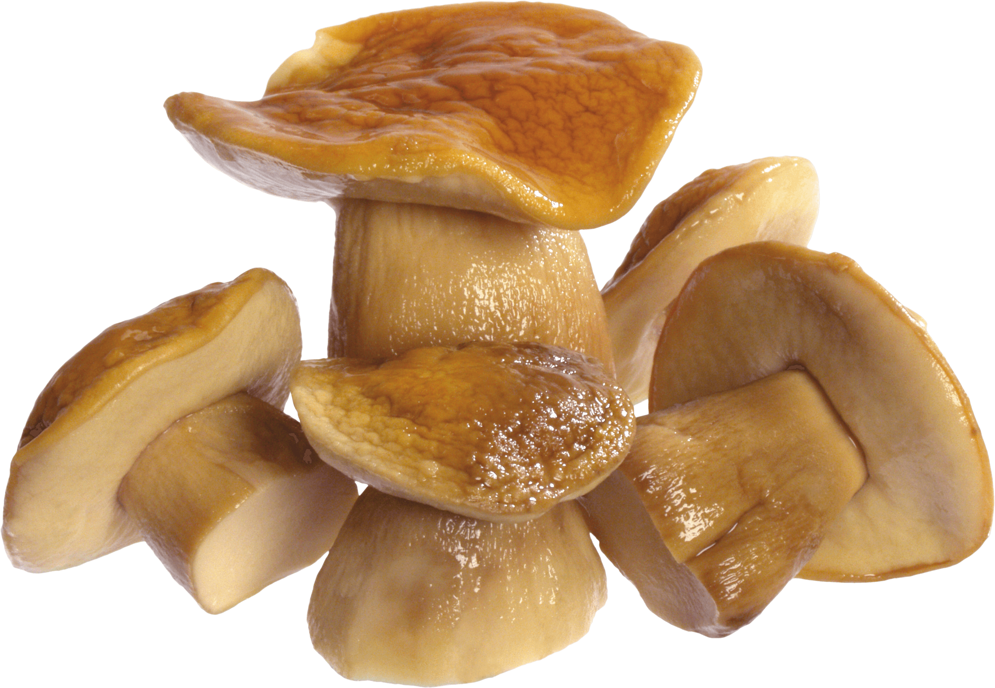 Forest Weather Mushroom Fungi Light PNG